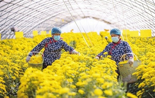 村民在收獲金絲皇菊